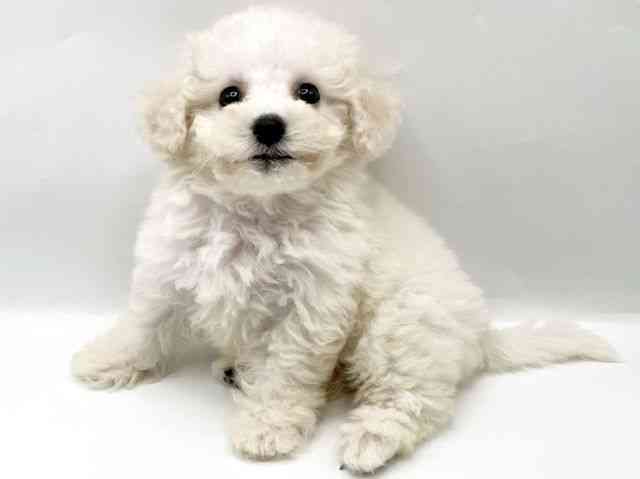 奈良県のビションフリーゼ (ひごペットフレンドリートナリエ大和高田店/2025年9月1日生まれ/女の子/ホワイト)の子犬の3枚目の画像