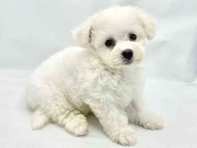 大阪府のビションフリーゼ (ひごペットフレンドリーイトーヨーカドー津久野店/2025年9月1日生まれ/男の子/ホワイト)の子犬の3枚目の画像