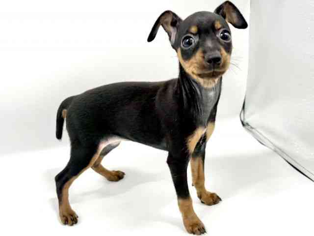 大阪府のミニチュアピンシャー (ひごペットフレンドリーイオンタウン豊中庄内店/2025年8月25日生まれ/女の子/ブラックタン)の子犬の3枚目の画像