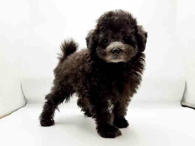 兵庫県のトイプードル(トイ) (ひごペットフレンドリーコロワ甲子園店/2025年9月1日生まれ/男の子/シルバー)の子犬の3枚目の画像