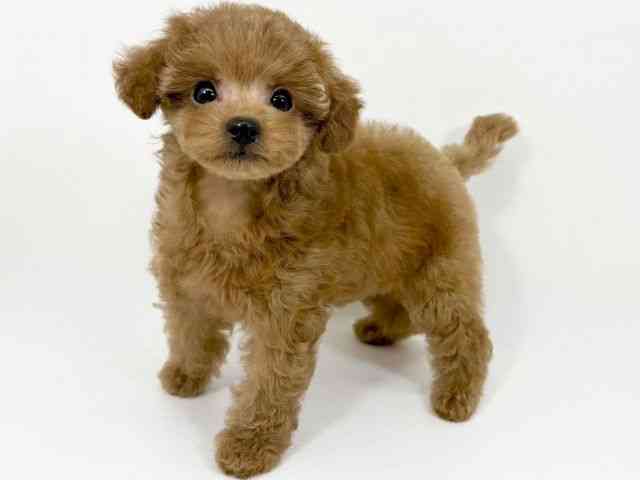 京都府のトイプードル(トイ) (ひごペットフレンドリーイズミヤショッピングセンター八幡店/2025年9月2日生まれ/女の子/レッド)の子犬の3枚目の画像