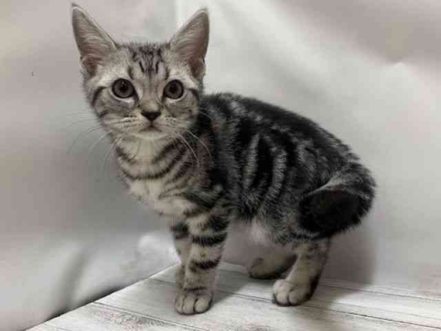 和歌山県のアメリカンショートヘアー (ひごペットフレンドリーパームシティ和歌山店/2025年9月1日生まれ/男の子/シルバータビー)の子猫の3枚目の画像