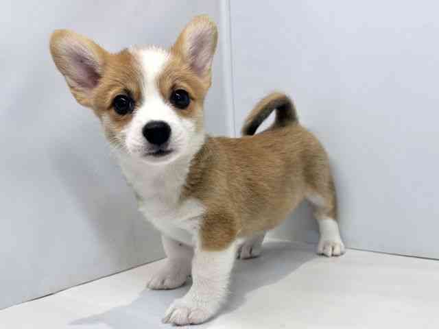 大阪府のウェルシュコーギーペンブローク (ひごペットフレンドリーセブンパーク天美店/2025年8月31日生まれ/女の子/レッドホワイト)の子犬の3枚目の画像