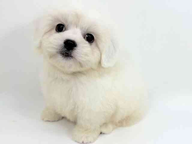 京都府のハーフ犬・ミックス犬 (ひごペットフレンドリーイズミヤショッピングセンター八幡店/2025年9月2日生まれ/男の子/ホワイト)の子犬の3枚目の画像