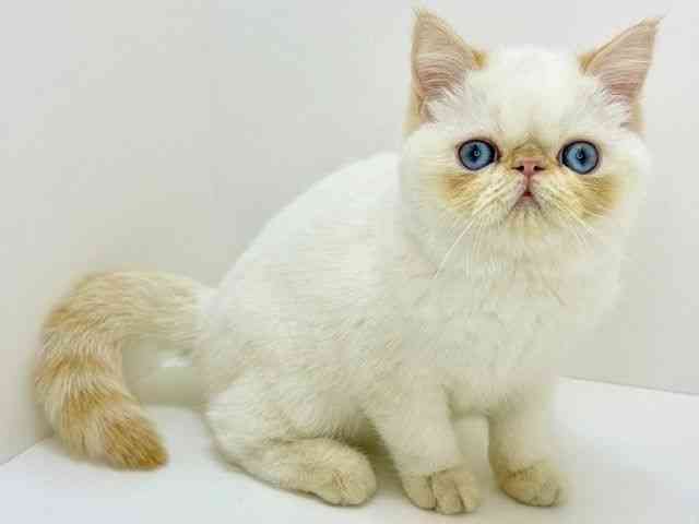 大阪府のエキゾチック (ひごペットフレンドリーいこらもーる泉佐野店/2025年9月1日生まれ/男の子/レッドポイント)の子猫の3枚目の画像