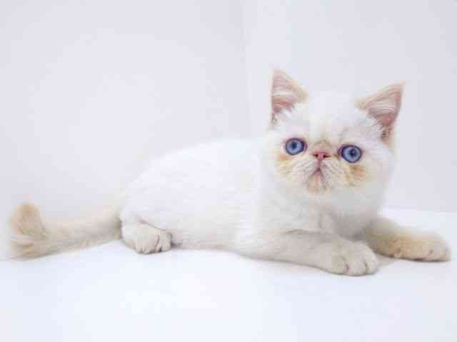 大阪府のエキゾチック (ひごペットフレンドリーいこらもーる泉佐野店/2025年9月1日生まれ/男の子/レッドポイント)の子猫の3枚目の画像