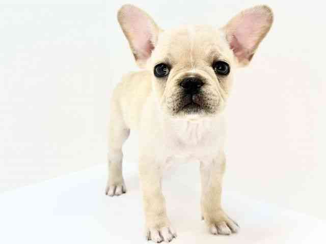 大阪府のフレンチブルドッグ (ひごペットフレンドリーいこらもーる泉佐野店/2025年8月29日生まれ/女の子/クリーム)の子犬の3枚目の画像