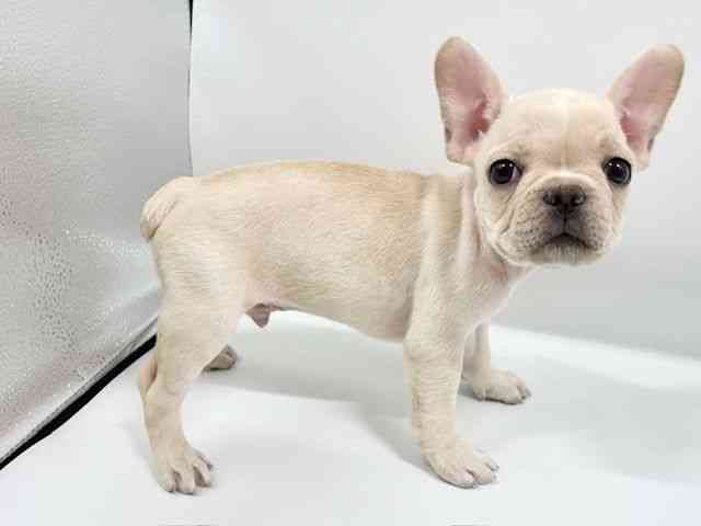 大阪府のフレンチブルドッグ (ひごペットフレンドリーイオンタウン豊中庄内店/2025年8月29日生まれ/男の子/クリーム)の子犬の3枚目の画像