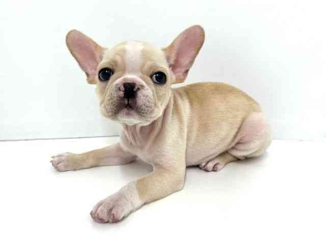大阪府のフレンチブルドッグ (ひごペットフレンドリーベルファⅡ都島店/2025年8月29日生まれ/男の子/クリーム)の子犬の3枚目の画像