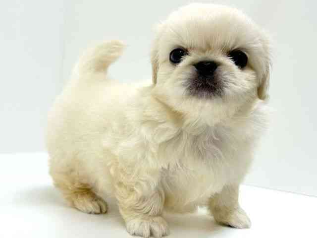 兵庫県のペキニーズ (ひごペットフレンドリーブルメールHAT神戸店/2025年8月27日生まれ/男の子/クリーム)の子犬の3枚目の画像