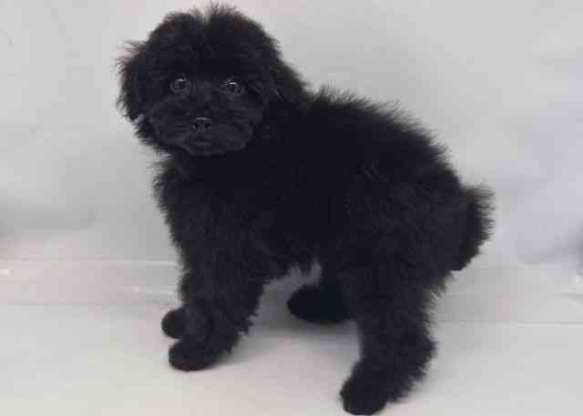 鳥取県のトイプードル(トイ) (ひごペットフレンドリーイオンモール鳥取北店/2025年8月27日生まれ/女の子/ブラック)の子犬の3枚目の画像