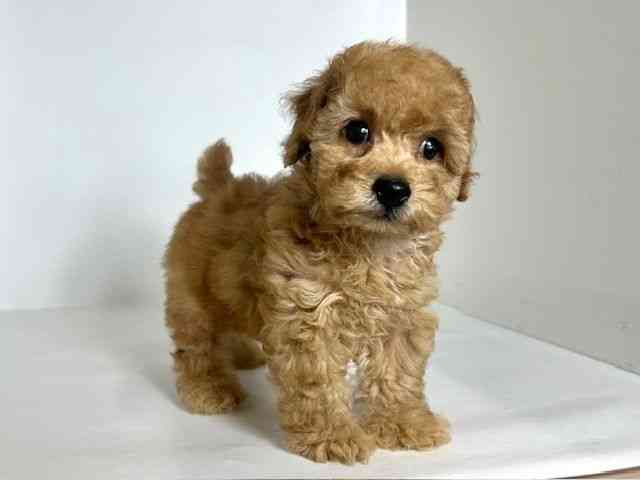 大阪府のトイプードル(トイ) (ひごペットフレンドリーアクロスプラザ住之江店/2025年9月3日生まれ/男の子/オレンジフォーン)の子犬の3枚目の画像