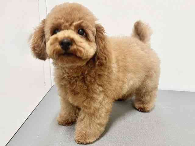 大阪府のトイプードル(トイ) (ひごペットフレンドリーイトーヨーカドー津久野店/2025年9月3日生まれ/男の子/オレンジフォーン)の子犬の3枚目の画像