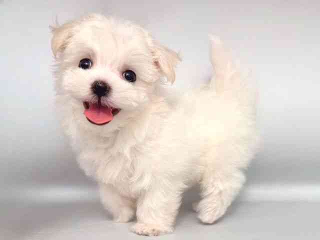 大阪府のマルチーズ (ひごペットフレンドリー岸和田店/2025年9月1日生まれ/女の子/ホワイト)の子犬の3枚目の画像