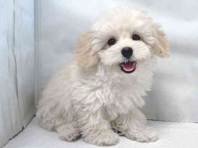 大阪府のトイプードル(トイ) (ひごペットフレンドリー堺プラットプラット店/2025年9月4日生まれ/男の子/クリーム)の子犬の3枚目の画像