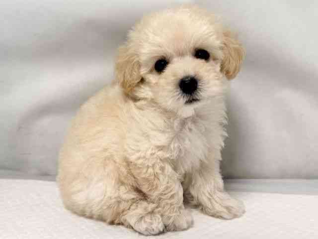 大阪府のトイプードル(トイ) (ひごペットフレンドリー堺プラットプラット店/2025年9月4日生まれ/男の子/クリーム)の子犬の3枚目の画像