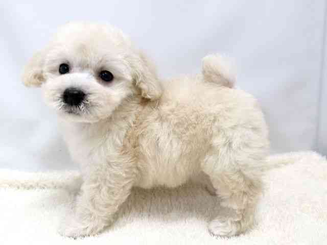 広島県のトイプードル(トイ) (ひごペットフレンドリーゆめタウン廿日市店/2025年9月4日生まれ/女の子/クリーム)の子犬の3枚目の画像