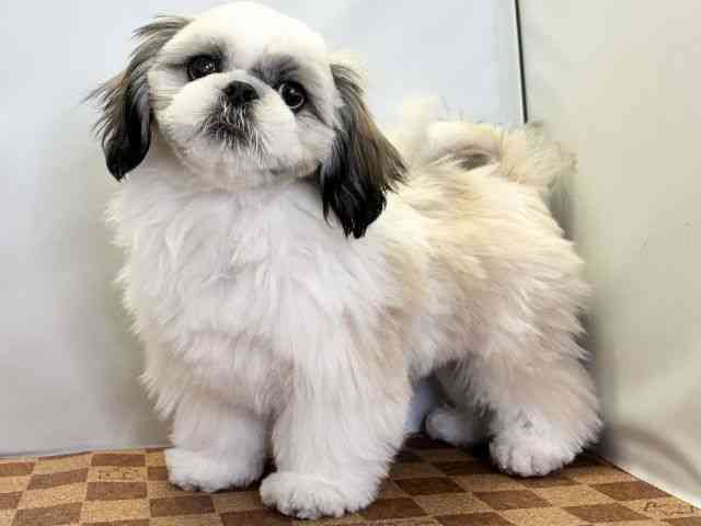 愛媛県のペキシーズー/ペキズー(ペキニーズ×シーズー) (ひごペットフレンドリーエミフルMASAKI店/2025年9月1日生まれ/男の子/ホワイトゴールド)の子犬の3枚目の画像