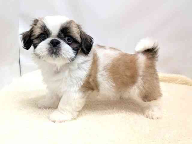 広島県のペキシーズー/ペキズー(ペキニーズ×シーズー) (ひごペットフレンドリーゆめタウン廿日市店/2025年9月1日生まれ/男の子/ホワイトゴールド)の子犬の3枚目の画像