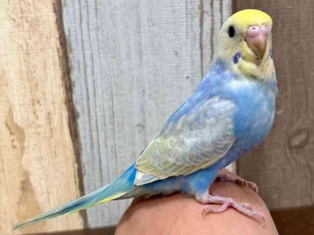 セキセイインコ[【カラー】レインボー系] | ひごペットフレンドリー