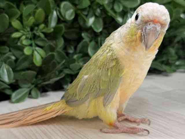 ホオミドリアカオウロコインコ[【ミント】] | ひごペットフレンドリー