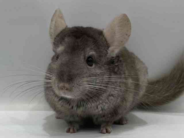 チンチラ[【ブラウンエボニー】] | ひごペットフレンドリー 【 公式