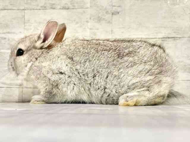 ネザーランドドワーフ[【カラー】チンチラ] | ひごペットフレンドリー