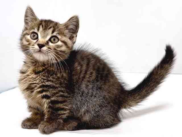 奈良県のマンチカン (ひごペットフレンドリー奈良パワーシティ店/2025年9月6日生まれ/女の子/ブラウンパッチドマッカレルタビー)の子猫の3枚目の画像