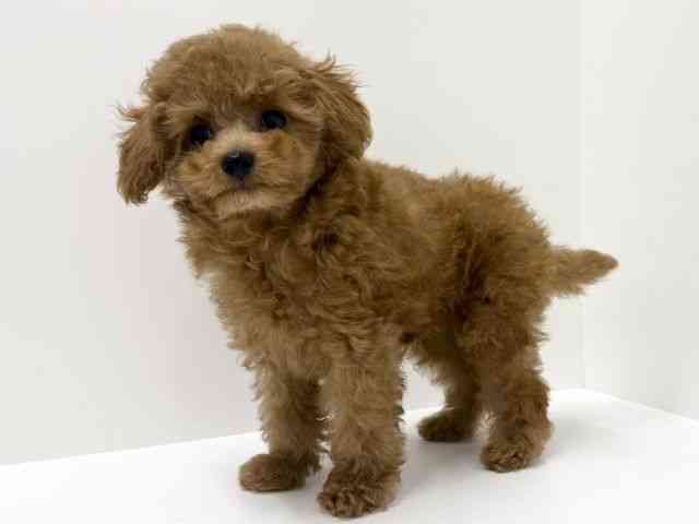 大阪府のトイプードル(トイ) (ひごペットフレンドリーくずはモール店/2025年9月6日生まれ/男の子/レッドフォーン)の子犬の3枚目の画像