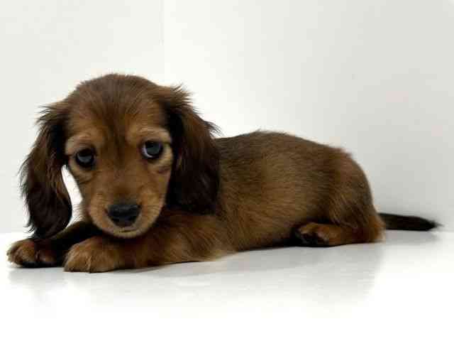 奈良県のミニチュアダックスフンド(ロング) (ひごペットフレンドリーイオンモール橿原ウエスト・ビレッジ店/2025年9月6日生まれ/女の子/レッド)の子犬の3枚目の画像