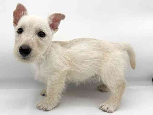 大阪府のスコティッシュテリア (ひごペットフレンドリーららぽーとEXPOCITY店/2025年9月5日生まれ/女の子/ウィートン)の子犬の3枚目の画像