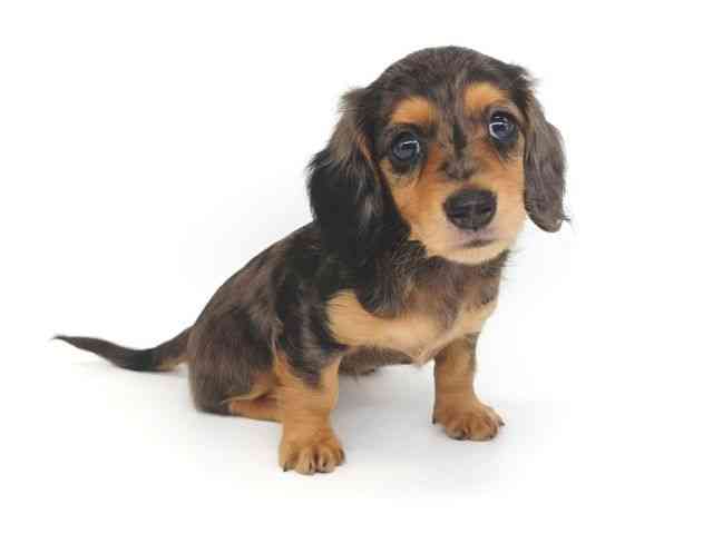 大阪府のミニチュアダックスフンド(ロング) (ひごペットフレンドリー泉ヶ丘店/2025年9月6日生まれ/女の子/シルバーダップル)の子犬の3枚目の画像