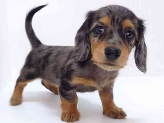 大阪府のミニチュアダックスフンド(ロング) (ひごペットフレンドリーいこらもーる泉佐野店/2025年9月6日生まれ/女の子/シルバーダップル)の子犬の3枚目の画像