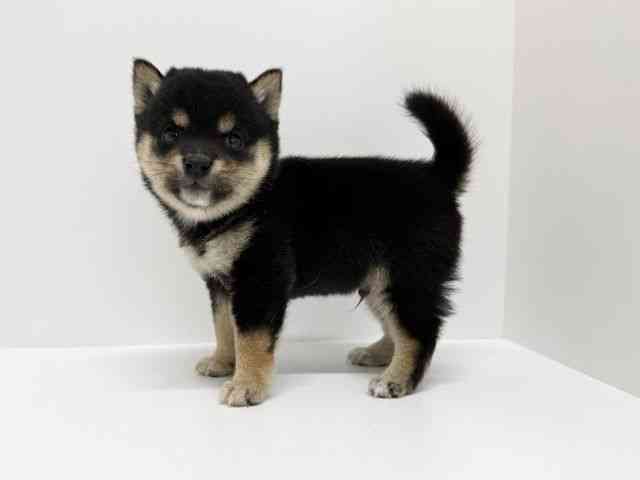 大阪府の柴犬(標準サイズ) (ひごペットフレンドリーくずはモール店/2025年9月6日生まれ/男の子/黒)の子犬の3枚目の画像