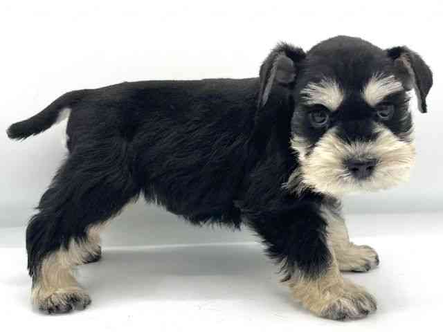 大阪府のミニチュアシュナウザー (ひごペットフレンドリーららぽーとEXPOCITY店/2025年9月6日生まれ/女の子/ブラックシルバー)の子犬の3枚目の画像