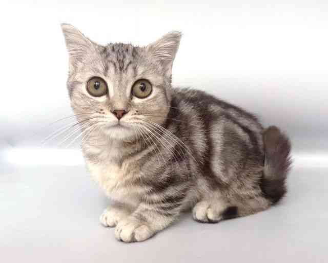 大阪府のマンチカン (ひごペットフレンドリー岸和田店/2025年9月6日生まれ/男の子/シルバータビー)の子猫の3枚目の画像