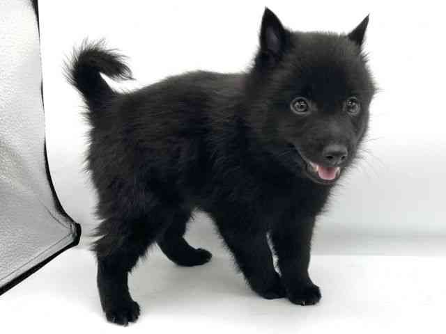 大阪府のスキッパーキ (ひごペットフレンドリーららぽーとEXPOCITY店/2025年9月6日生まれ/男の子/ブラック)の子犬の3枚目の画像