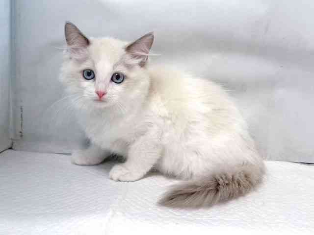 大阪府のラグドール (ひごペットフレンドリー堺プラットプラット店/2025年9月5日生まれ/女の子/ブルーポイントバイカラー)の子猫の3枚目の画像