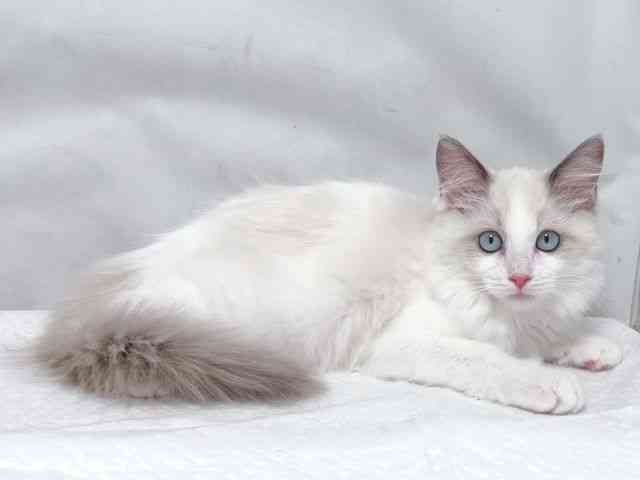 大阪府のラグドール (ひごペットフレンドリー堺プラットプラット店/2025年9月5日生まれ/女の子/ブルーポイントバイカラー)の子猫の3枚目の画像