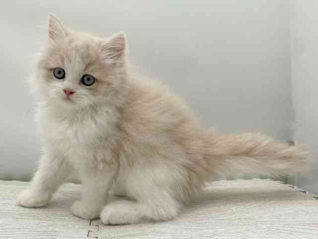 島根県のサイベリアン (ひごペットフレンドリーイオンモール出雲店/2025年9月6日生まれ/女の子/クリームホワイト)の子猫の3枚目の画像