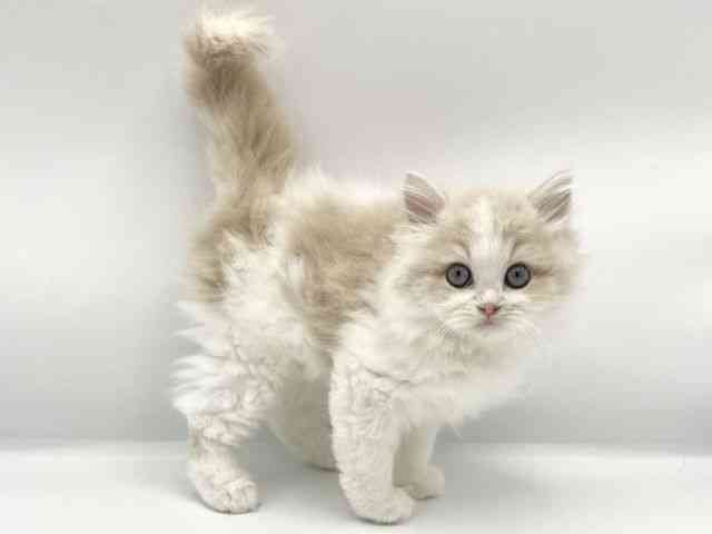 大阪府のサイベリアン (ひごペットフレンドリーららぽーとEXPOCITY店/2025年9月6日生まれ/男の子/クリームホワイト)の子猫の3枚目の画像