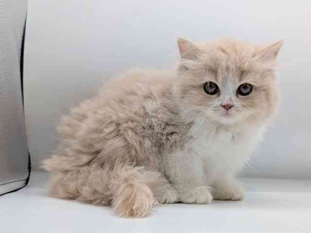 香川県のサイベリアン (ひごペットフレンドリーゆめタウン高松店/2025年9月6日生まれ/女の子/クリームホワイト)の子猫の3枚目の画像