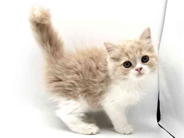 大阪府のサイベリアン (ひごペットフレンドリーみのおキューズモール店/2025年9月6日生まれ/女の子/クリームホワイト)の子猫の3枚目の画像
