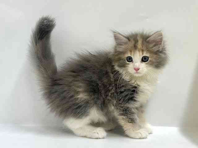 大阪府のサイベリアン (ひごペットフレンドリーアクロスプラザ住之江店/2025年9月7日生まれ/女の子/ブルーパッチドタビーホワイト)の子猫の3枚目の画像