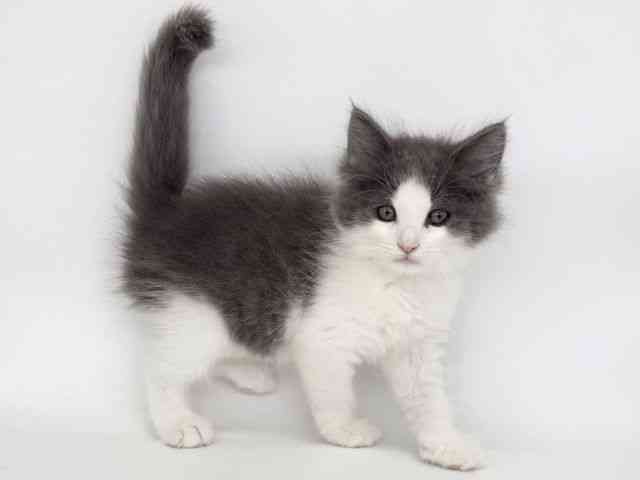 大阪府のサイベリアン (ひごペットフレンドリー泉ヶ丘店/2025年9月7日生まれ/男の子/ブルータビーホワイト)の子猫の3枚目の画像