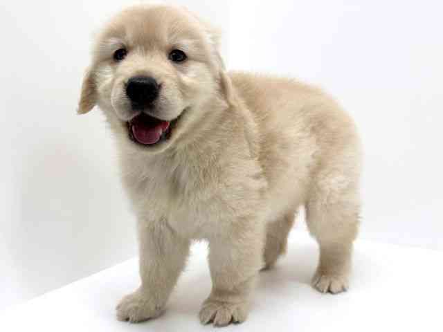 大阪府のゴールデンレトリバー (ひごペットフレンドリーくずはモール店/2025年9月5日生まれ/男の子/ゴールデン)の子犬の3枚目の画像