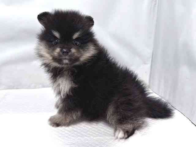 大阪府のポメラニアン (ひごペットフレンドリー堺プラットプラット店/2025年9月5日生まれ/男の子/ブラックタン)の子犬の3枚目の画像