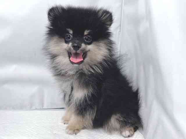 大阪府のポメラニアン (ひごペットフレンドリー堺プラットプラット店/2025年9月5日生まれ/男の子/ブラックタン)の子犬の3枚目の画像