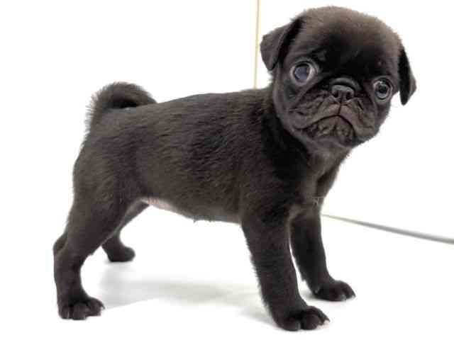 大阪府のパグ (ひごペットフレンドリーイオンタウン茨木太田店/2025年8月30日生まれ/女の子/ブラック)の子犬の3枚目の画像