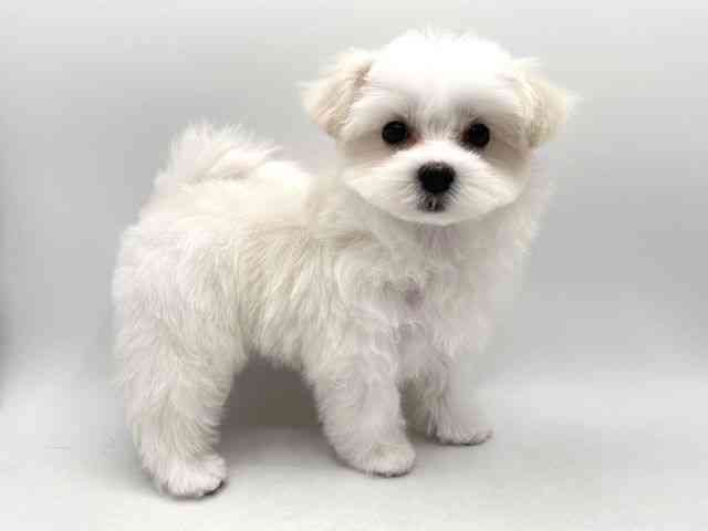 奈良県のマルチーズ (ひごペットフレンドリー田原本店/2025年9月5日生まれ/女の子/ホワイト)の子犬の3枚目の画像